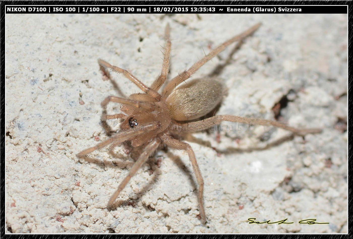 Drassodes sp.? - Ennenda (Glarus), Svizzera